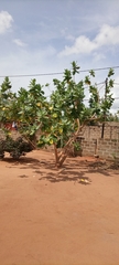 Calotropis procera image