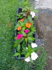 Impatiens hawkeri