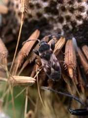Scolopostethus affinis