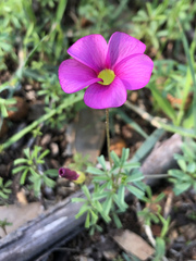 Oxalis purpurea