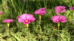 Oxalis purpurea