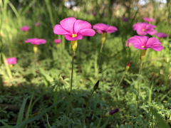 Oxalis purpurea