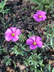 Oxalis purpurea