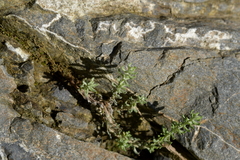 Ozothamnus leptophyllus