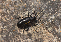 Arima marginata
