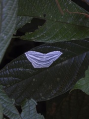 Acropteris rectinervata