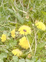 Taraxacum officinale