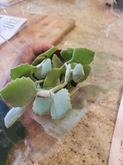 Kalanchoe millotii