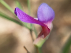 Lathyrus digitatus