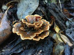 Podoscypha petalodes