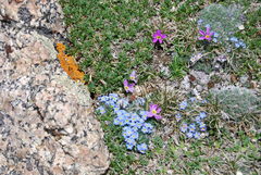 Eritrichium argenteum