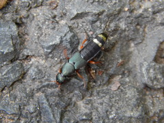 Platydracus fulvipes