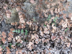 Myriopteris gracilis