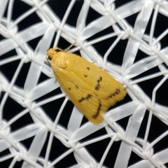 Eulechria subpunctella