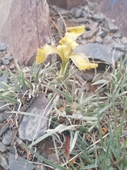 Iris potaninii