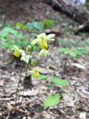Epimedium × versicolor