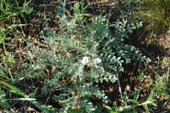 Astragalus testiculatus