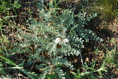Astragalus testiculatus