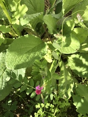 Sphaerophoria menthastri