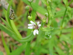 Microbotryum stellariae