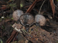 Resupinatus niger