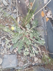 Potentilla sericea