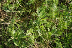 Artemisia latifolia