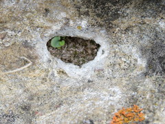 Mannia triandra