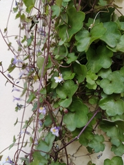 Cymbalaria muralis