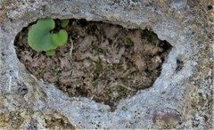 Mannia triandra