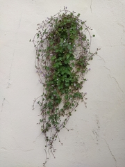 Cymbalaria muralis