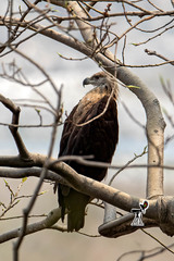 Haliaeetus leucoryphus