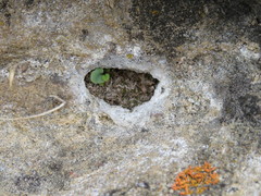Mannia triandra
