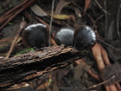Resupinatus niger