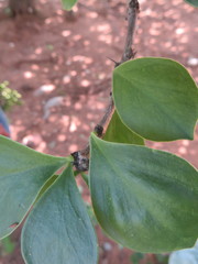 Leuenbergeria guamacho