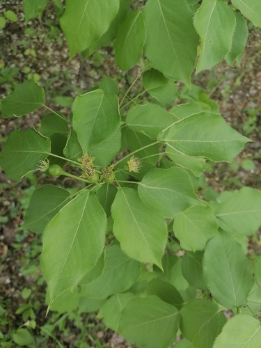 Pyrus ussuriensis iNat (2)