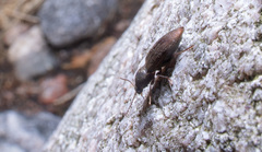 Prosternon tessellatum