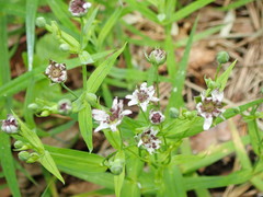 Microbotryum stellariae