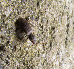 Prosternon tessellatum