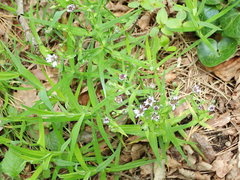 Microbotryum stellariae