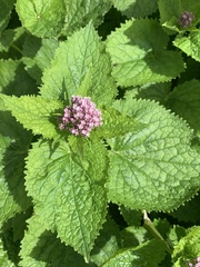 Valeriana pyrenaica