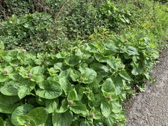 Valeriana pyrenaica