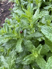 Labidomera clivicollis