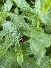 Labidomera clivicollis