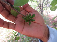 Leuenbergeria guamacho