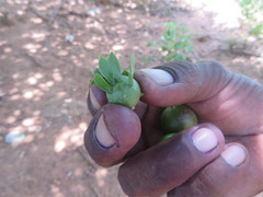 Leuenbergeria guamacho