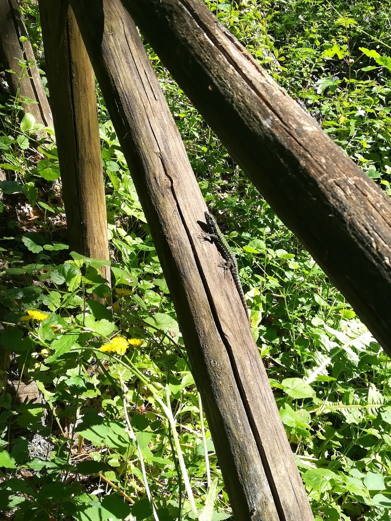 Podarcis muralis maculiventris