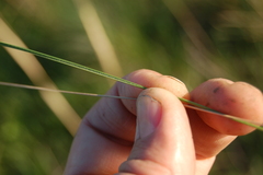 Stipa capillata