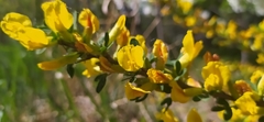 Chamaecytisus ruthenicus