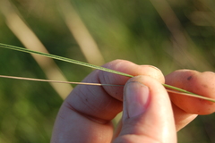 Stipa capillata